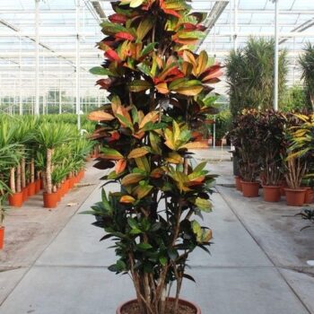 Codiaeum Iceton (Croton Iceton)