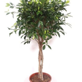 Ficus Nitida