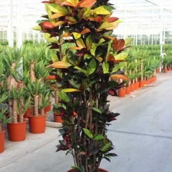 Codiaeum Iceton (Croton Iceton)