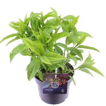 Helianthus Lemon Queen