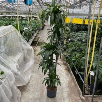 Dracaena hawaian sunshine (150/120/90/60/30) 25/19 h200