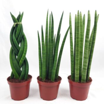 Sanseverieria cylindrica mix