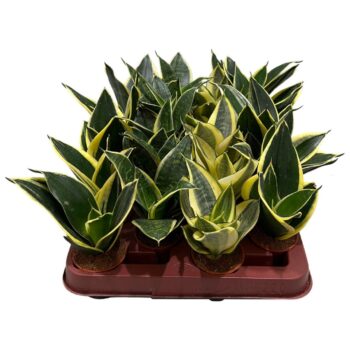 Sansevieira Hahni mix 4 species