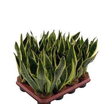 Sansevieria Superba 2pp