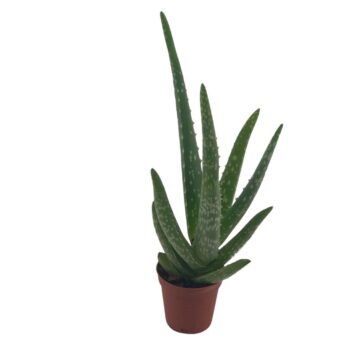Aloe vera mini