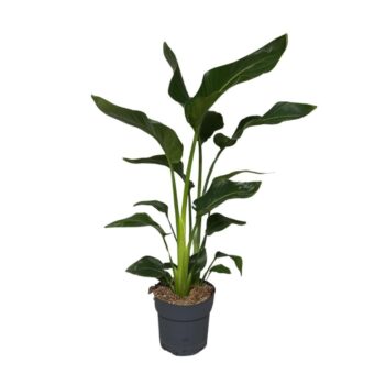 Strelitzia NIcolai 2pp