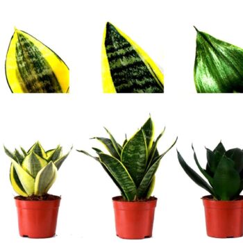 Hahnii mix 5 species