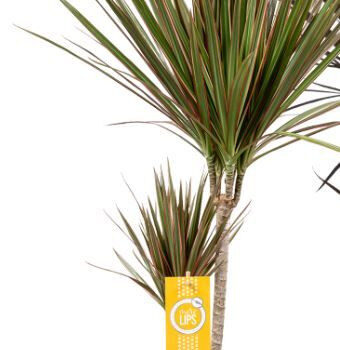 Dracaena Bicolor 30-15 MoreLips