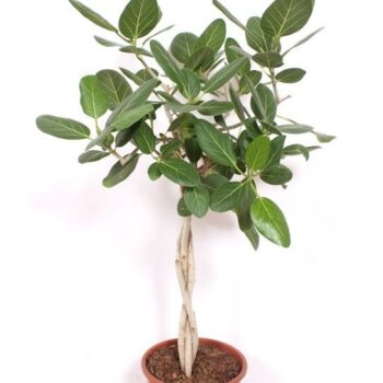 Ficus Benghalensis