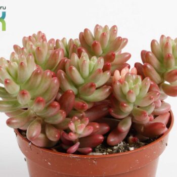 Sedum Rubrotinctum aurora