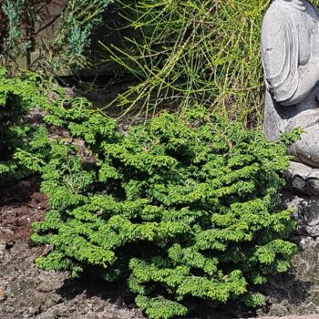 Chamaecyparis obtusa 'Maureen'