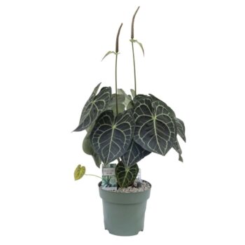 Anthurium Clarinervium