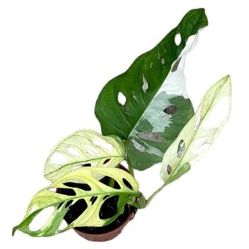 Monstera Adansonii var