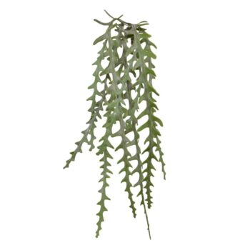 Epiphyllum Kunsthangplant