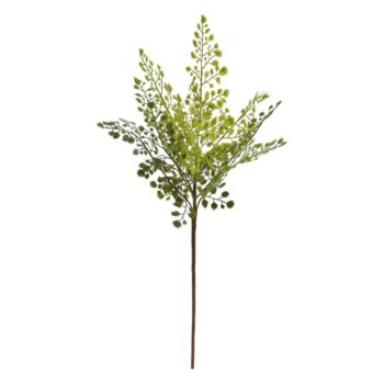 Adiantum Kunst Varentak