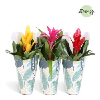 Bromelia Cupcake Jungle Kraft