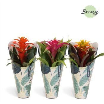 Guzmania Cupcake Jungle Kraft