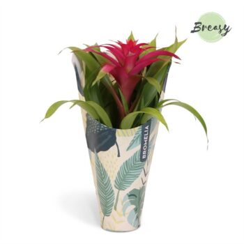Guzmania Deseo Pink Jungle kraft