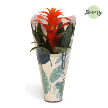 Guzmania Fiero Orange Jungle kraft