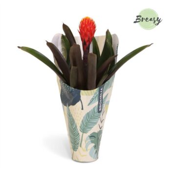 Guzmania Rockyflower Tala Jungle kraft