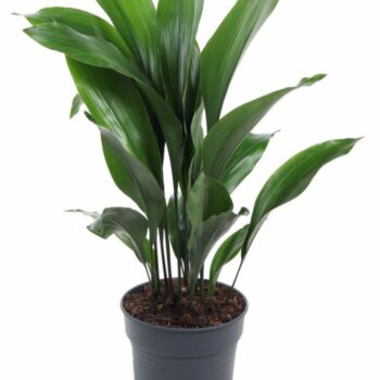 Aspidistra Elatior P24