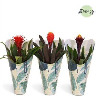 Guzmania Rockyflower Jungle Kraft