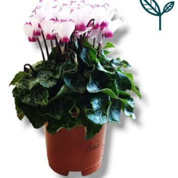 Cyclamen Premium Victoria Wit Roze 10 GAATS