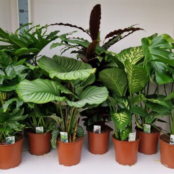 Calathea rufi, Dieffenbachia Tropic, Philo Lacerum, Monstera, Calathea orbi, Philo Lickety en Fatsia