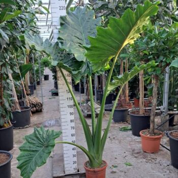 Alocasia Portodora toef XL 220