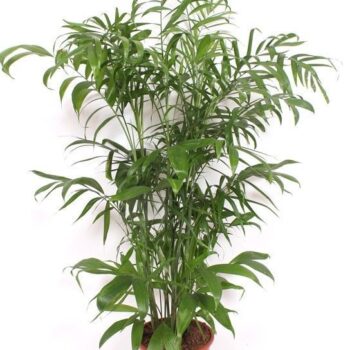 Chamaedorea Seifrizii