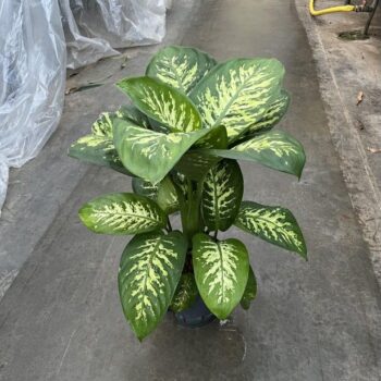 Dieffenbachia reeva 18/19 h60/70