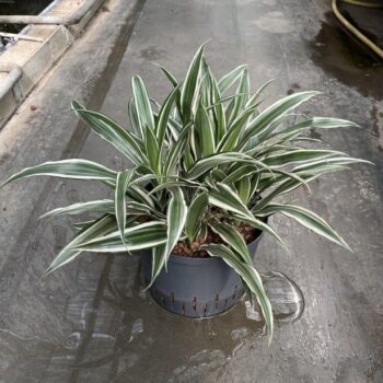 Dracaena white stripe kop 5pp 25/19 h45