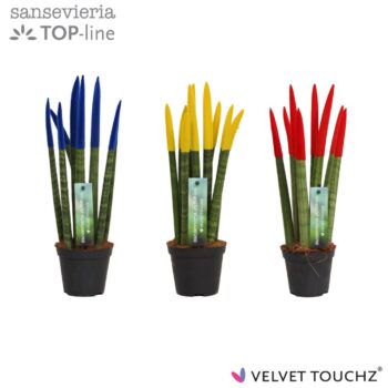 Sansevieria VELVET TOUCHZ® Romania