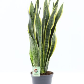Sansevieria trifasciata Laurentii