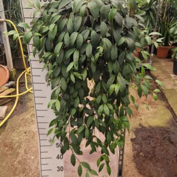 Aeschynanthus Marmoratus hangplant XXL