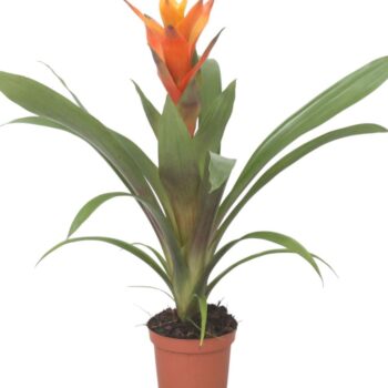 Guzmania Variade (Orange)