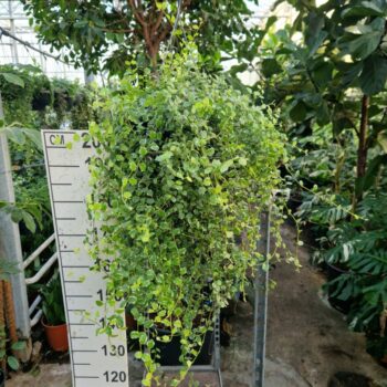 Ficus Pumila 'White Sunny'