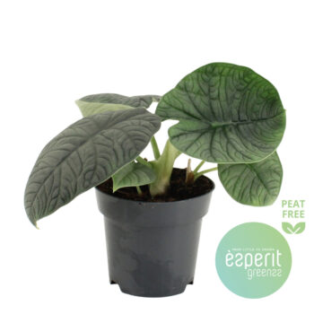 Alocasia Melo
