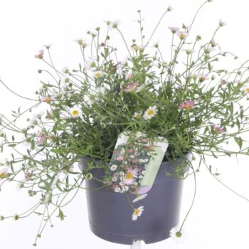 Erigeron karvinskianus Bl�tenmeer