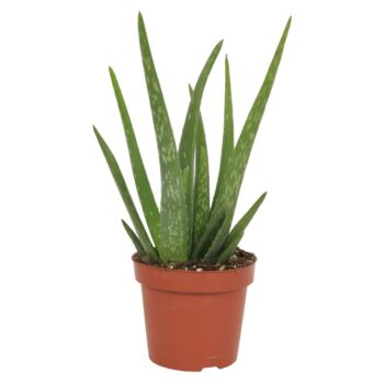 Aloe Vera Stek 1 p.p. 10,5cm