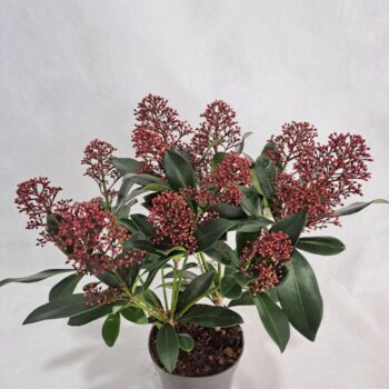 Skimmia Rubella P10 9+ bloem