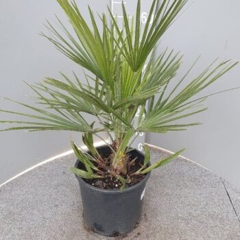 Chamaerops humilis
