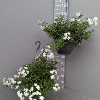 Solanum jasminoides HP27