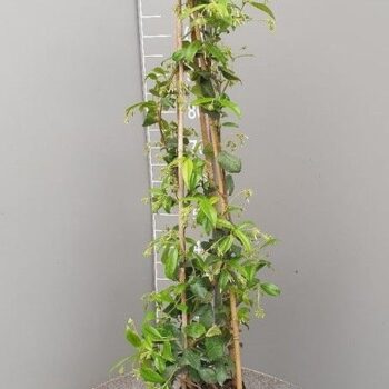 Trachelospernum jasminoides