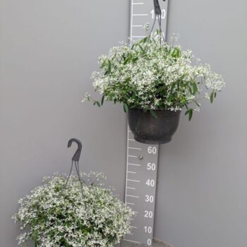 Euphorbia 'Silver Fog'