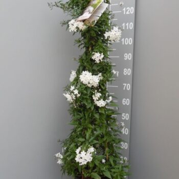 Solanum jasmioides PIRAMIDE