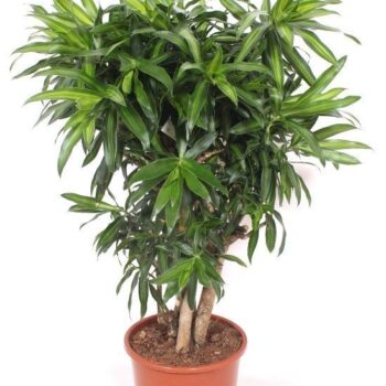 Dracaena Song of Jamaica