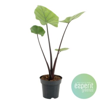 Alocasia Black Cobra