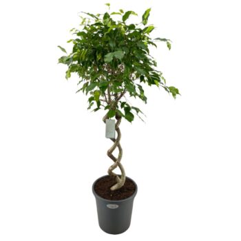 Ficus Benjamina Exotica