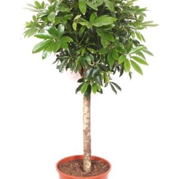 Schefflera arboricola 'Compacta'
